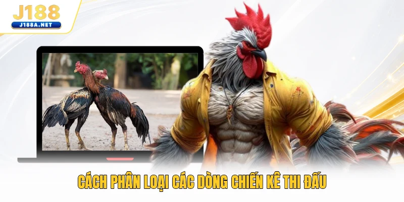 Cách phân loại các dòng chiến kê thi đấu